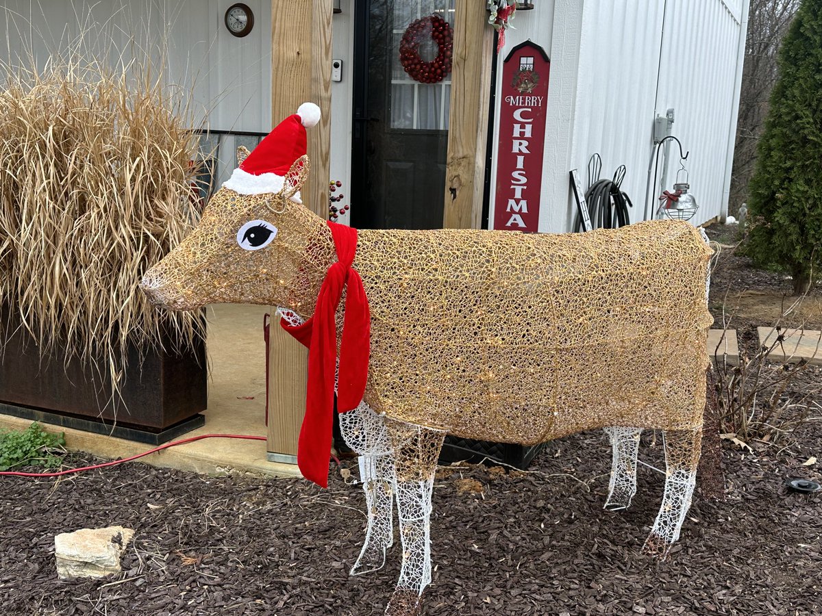 Honestly ⁦<a href="/TractorSupply/">Tractor Supply</a>⁩ how could we NOT buy this #cow for the Tennessee Cow Rescue? 
🤷🏼‍♀️ #farmlife #animalrescue #nonprofit #christmas