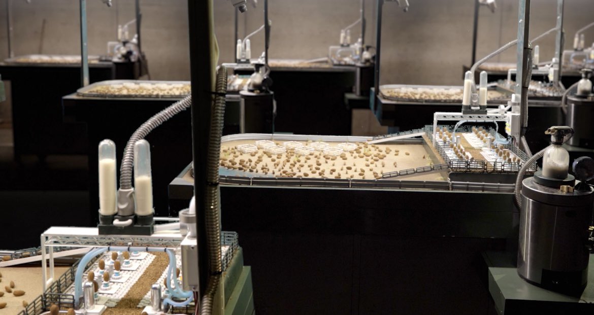 Sneak peak of our new parlour 🥛 

Maybe I should get into the cheese making business yet 🧀 

#nutmilk #creamygoodness #milkisgood