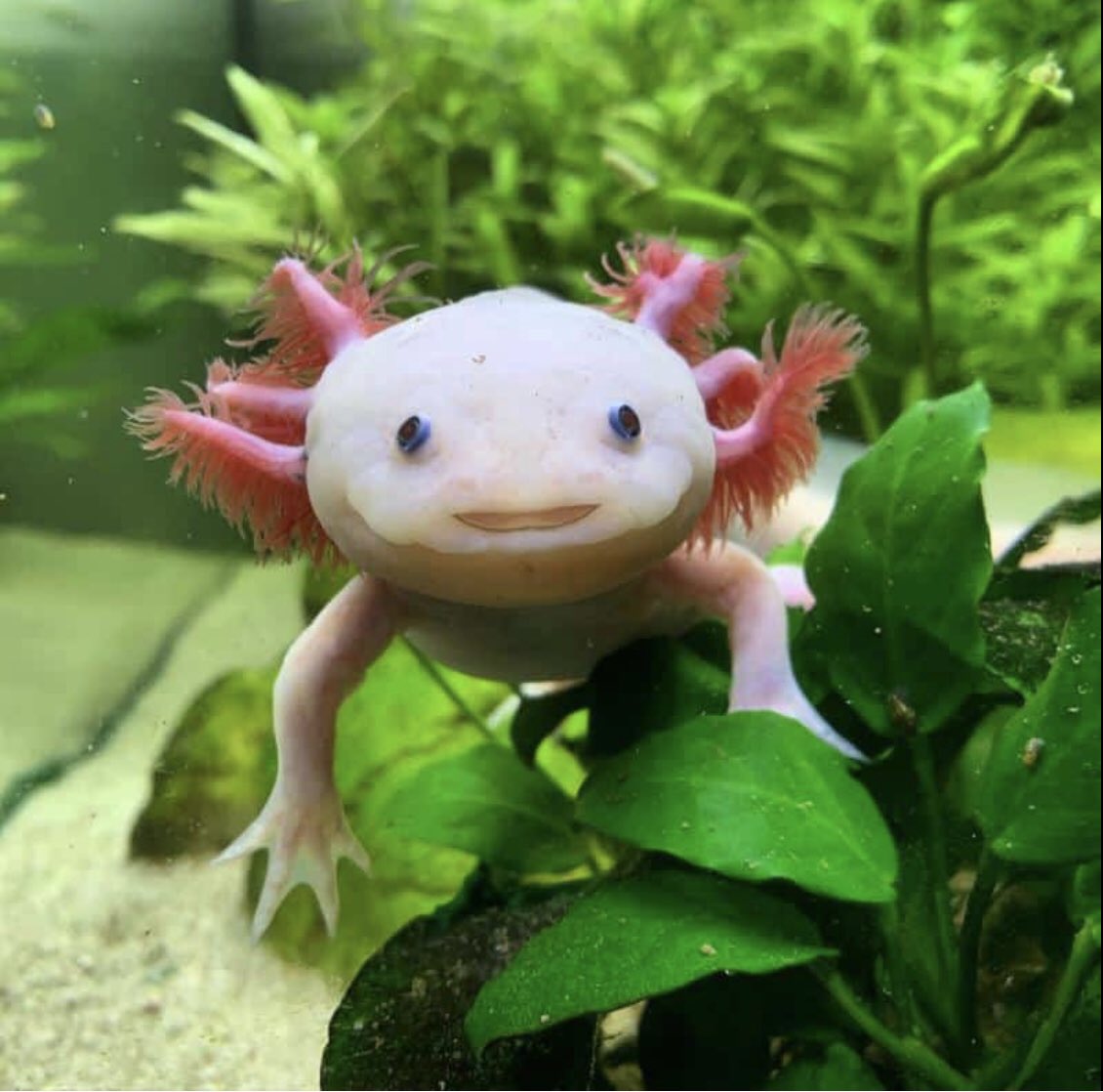 deepblueaquatic's tweet image. Baby axolotl’s due in 2 weeks time. Pre order now in time for xmas. Full set ups available inc aquariums. #axolotl #axolotlsofinstagram #xmas  #hemel #tropical