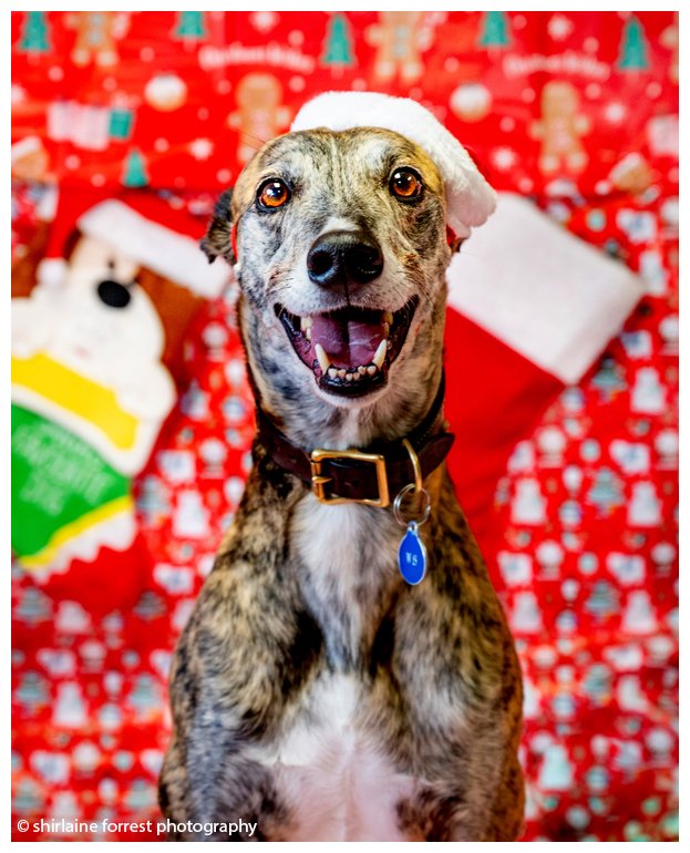 Shirlainephoto's tweet photo. Christmas portraits for @manchdogs with the gorgeous Poppy and Harriet, available for adoption, I can vouch for their absolute cuddleworthyness! 

#CheshireDogsHome #ManchesterDogsHome #AdoptDontShop #Dog #Rescue #cute #Christmas #petportrait #portrait #smile https://t.co/MocHucSz3s