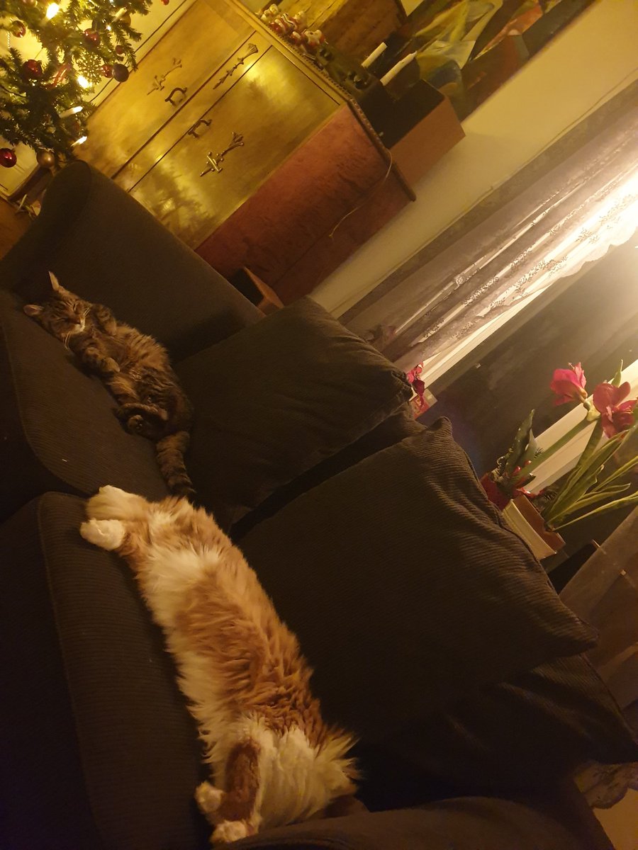 Preppis1's tweet photo. Jaga möss? Nej det är lördagsmys idag! Vi har bara sovit hela dagen. Vi altererar nu mellan 2 soffor! https://t.co/P8PBLARoeQ