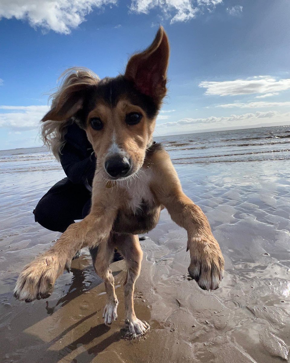 frosytips's tweet photo. @boohooMAN It’s the ears for me 🥰 https://t.co/RAaXKMHQP7