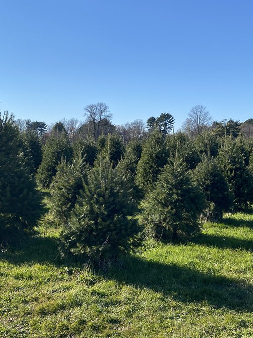 Found my tree https://t.co/Nfft89WhaF