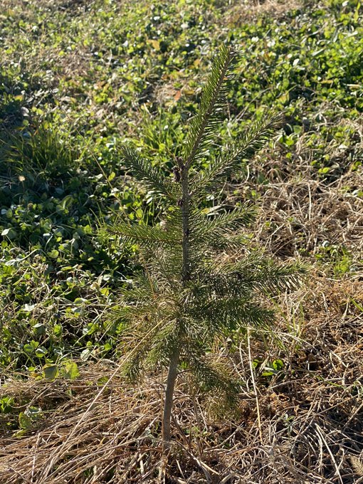 Found my tree https://t.co/Nfft89WhaF