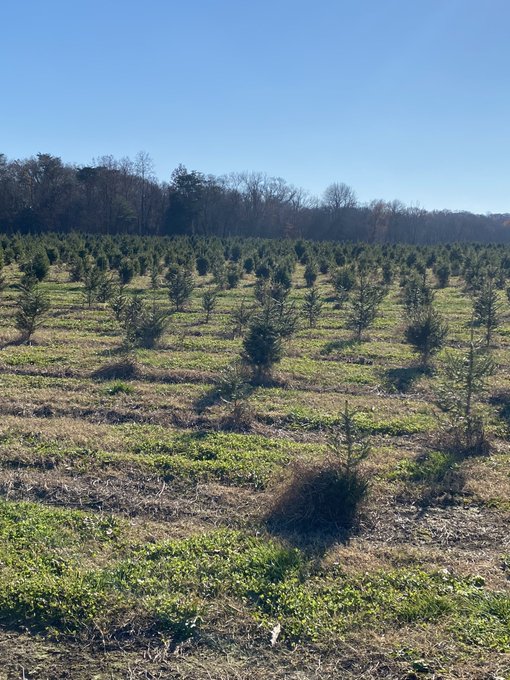 Found my tree https://t.co/Nfft89WhaF