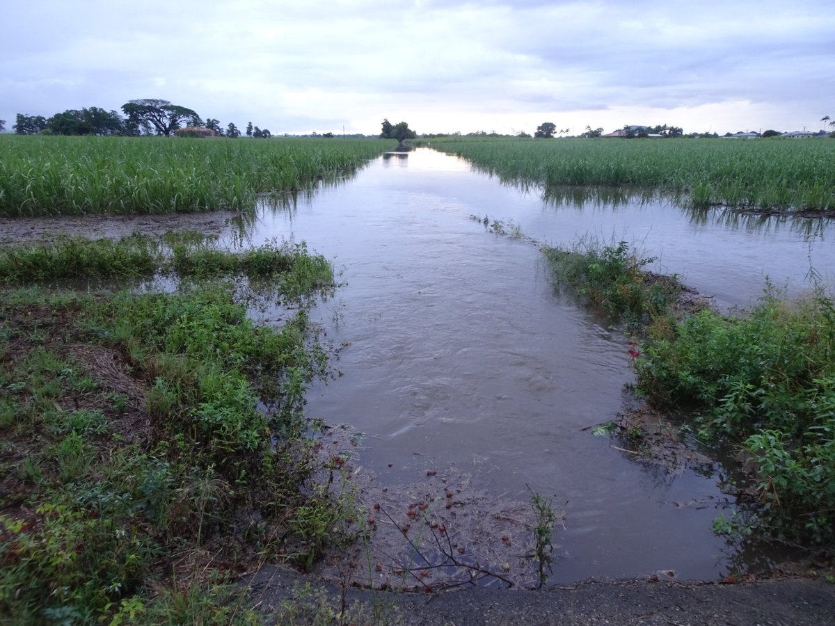 jcantame's tweet photo. Plenty of Water around with 161 mm overnight and a lot more to come this week.  Still have 10 percent of our Sugarcane to harvest probably won't harvest due to low Sugar content and wet harvesting conditions @CANEGROWERS @sra #hawkinscreek #sugarcane https://t.co/C6RpqBAGme