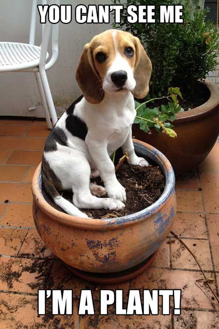 🤣🤣🤣
#beagle #GoBlue #OSUvsMICH #ARGMEX