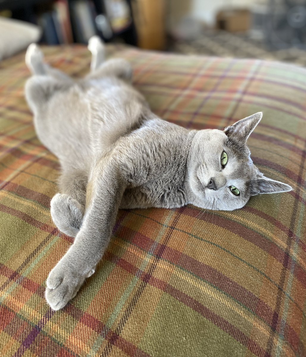 JuniperRika's tweet photo. Who else is relaxing right now? #CatsOfTwitter #cats #cats https://t.co/2jta4RJJ1T