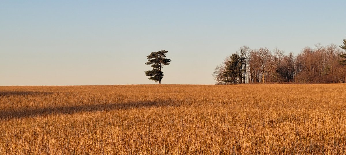 Jean Elizabeth Hamel tweet media