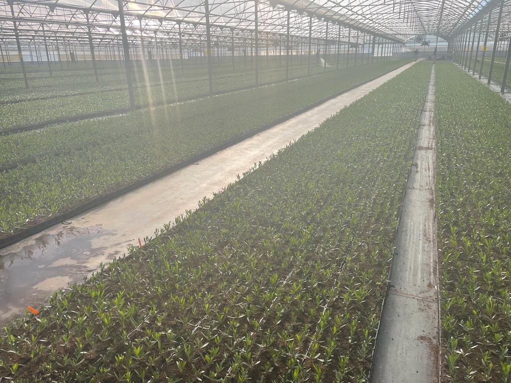 jmlacart's tweet photo. #CORIANA, nueva variedad de la universidad de Bari, llamada a establecer nuevos récords productivos de aceite por hectárea
Su elevado rendimiento graso, la estabilidad y nivel de polifenoles de su aceite hacen de ella una seria  candidata para sustituir arbequina y Arbosana https://t.co/y5YVmLvWQv