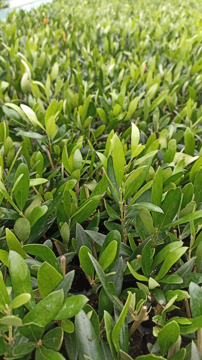 jmlacart's tweet photo. #CORIANA, nueva variedad de la universidad de Bari, llamada a establecer nuevos récords productivos de aceite por hectárea
Su elevado rendimiento graso, la estabilidad y nivel de polifenoles de su aceite hacen de ella una seria  candidata para sustituir arbequina y Arbosana https://t.co/y5YVmLvWQv