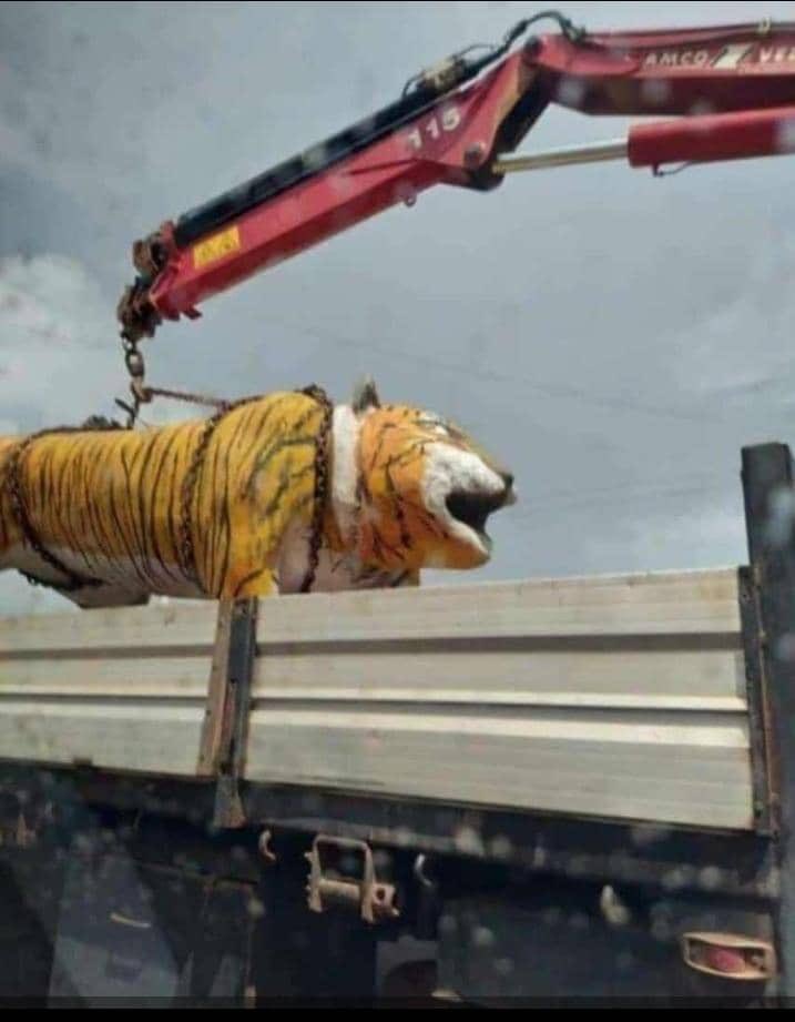 💀 boston rex tweet media