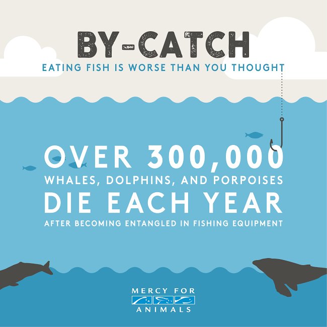 herbivore_club's tweet image. "Save the Whales!" 🐳 
*Eats fish* 🐟 

#WildlifeConservationDay