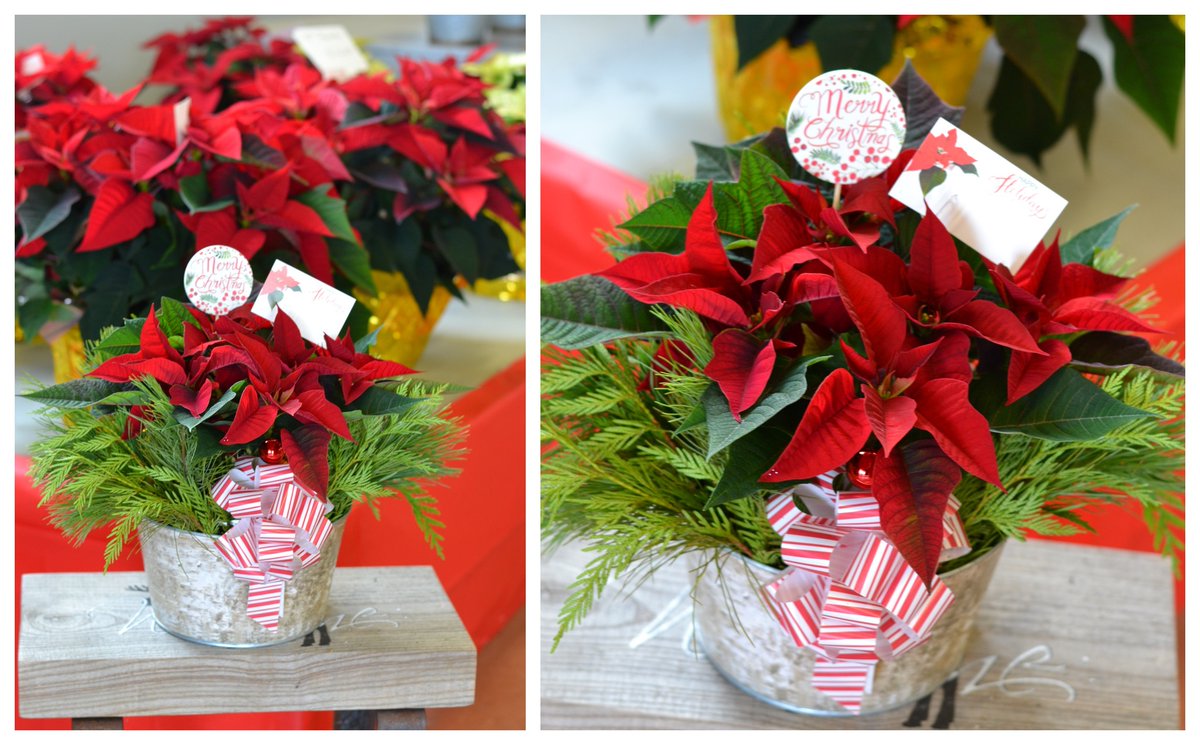 Sun/Dec 3, Rise &amp; Shine Nursery, 8th Annual #PinkPoinsettiaDaysInBloom2022 A % of poinsettia sales+100% #TeacupsForHope &amp; Knitting Table sales will be donated in support of #DaffodilPlace. There'll be a same-day 50/50 draw, too! It's the last #PinkDaysInBloom event of the year!