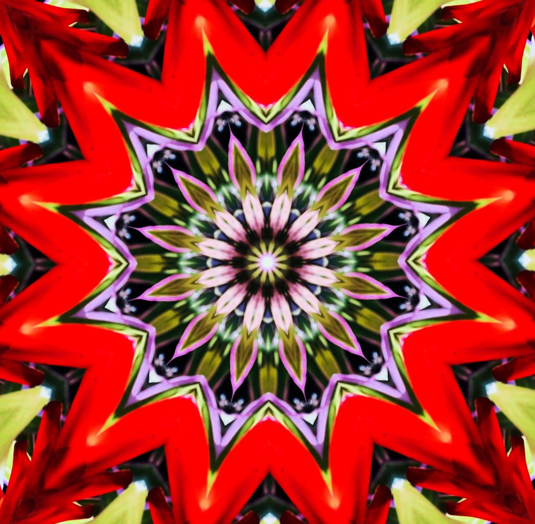 SamArpa24985706's tweet photo. Vriesea 'Rosita' Mandala #art #digitalart #mandala #vriesea https://t.co/4PGxZfuvGz