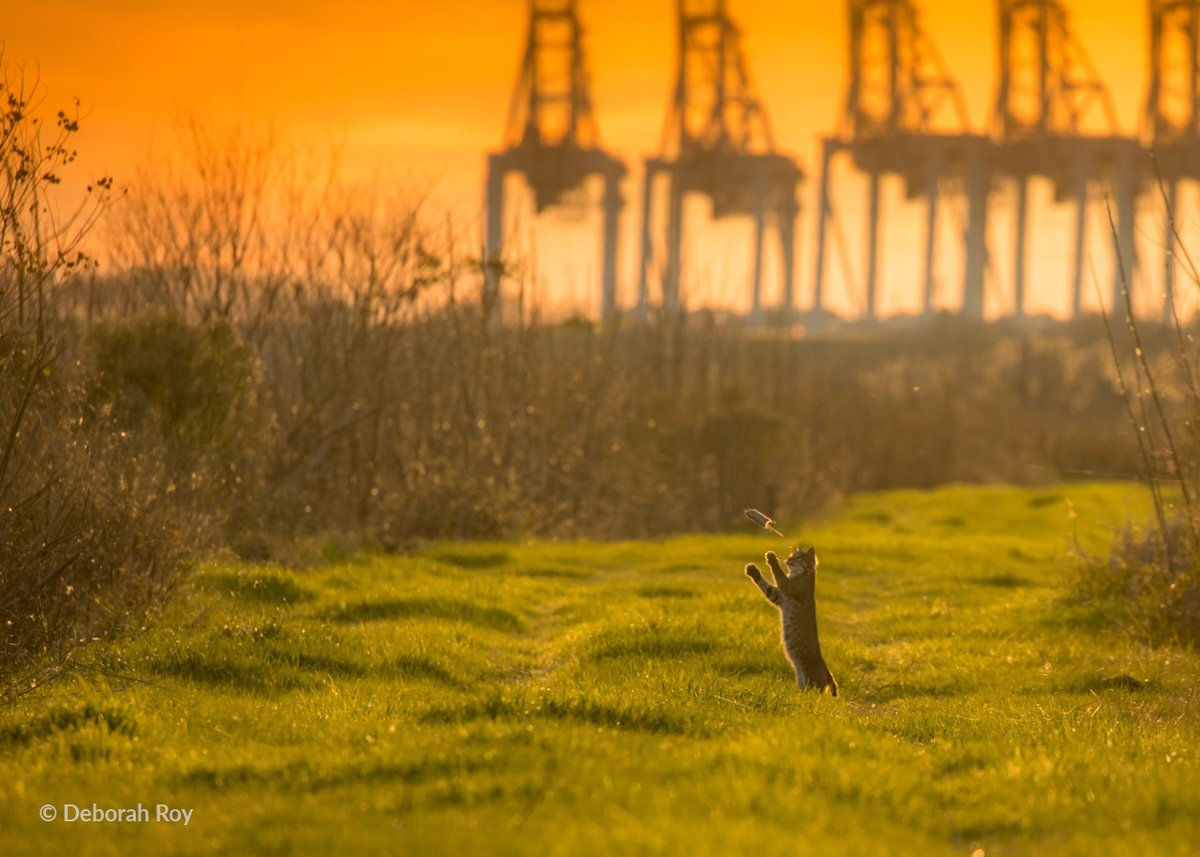 Share the View Photo Contest tweet media