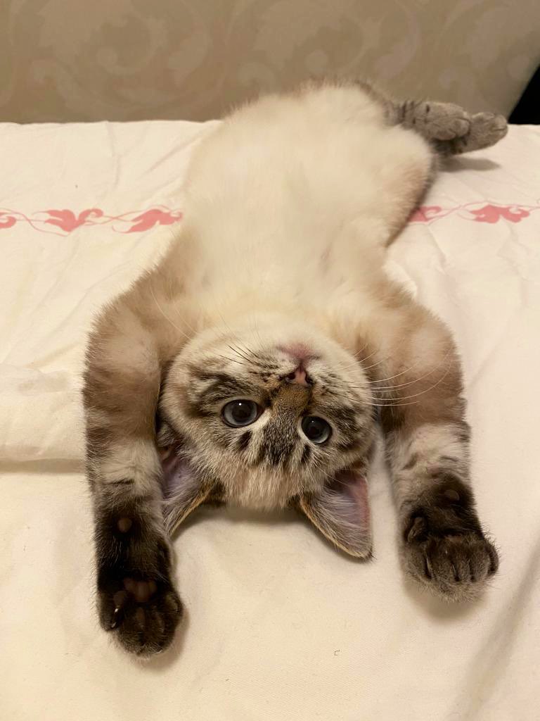 Nate Mook on Twitter "Quick Caturday update on this kitten rescued