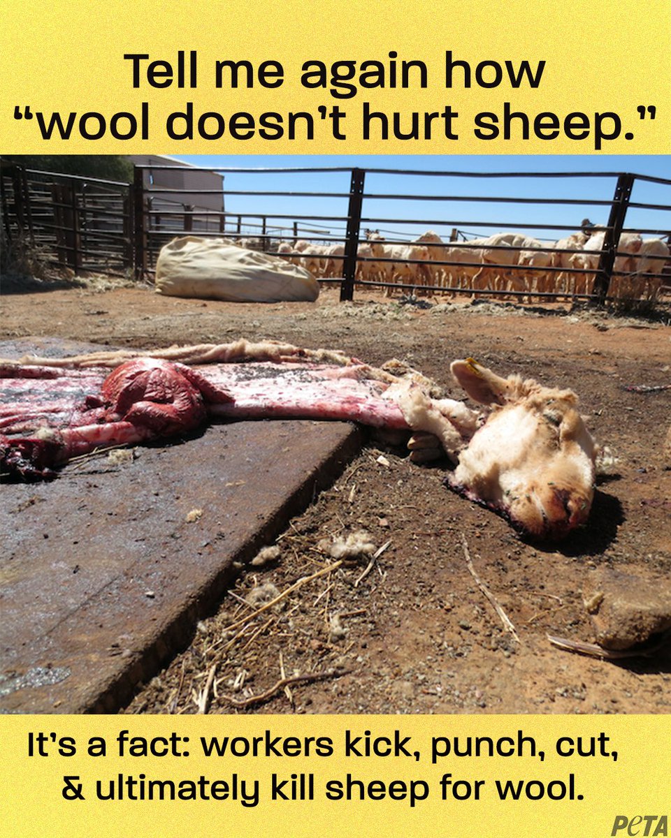 Wool is NOT a victimless fabric.