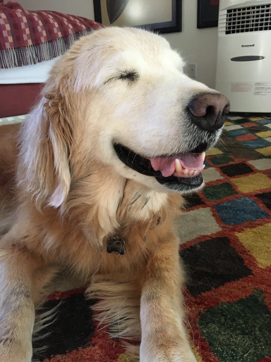 Said goodbye to Sunny December (SunnyD!) last night. The house is so empty today without this loving/lovable fluffy goofball 💔