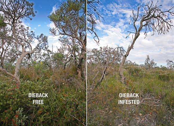Grass_ecoJulia's tweet photo. My #ESASCBO2022 talk is on Wednesday arvo. 'Sniffing out Phytophthora'
Here's 4 pictures to summarise my presentation https://t.co/8a2C2729fE