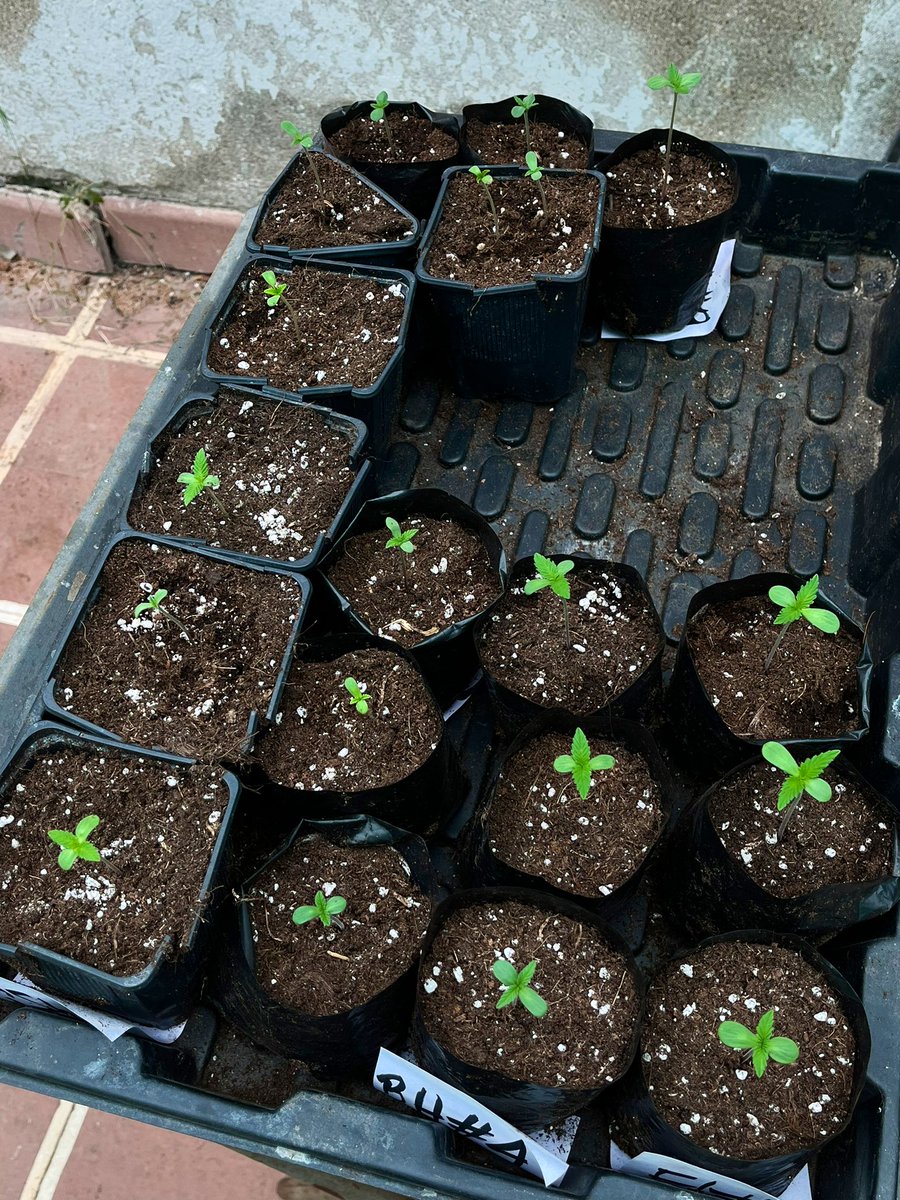 House of Weed tweet media