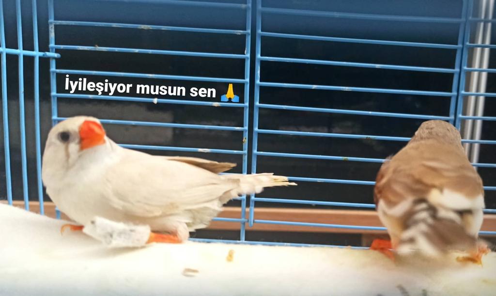 Cc9559's tweet photo. #bensevmeyibiliyorum #pawguards @PawGuardsTr https://t.co/v5jliNNfCd