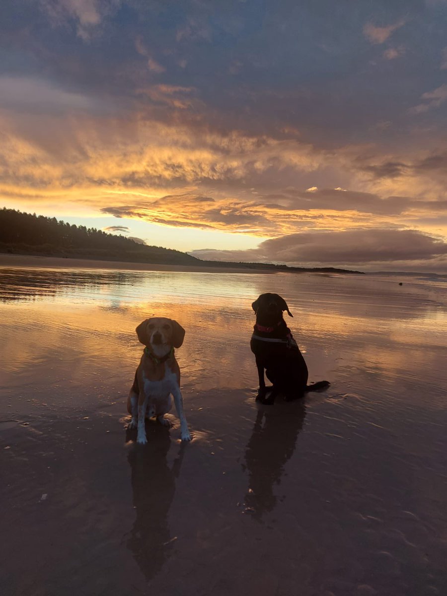 FitzTheBeagle's tweet photo. Having the best time even if I am missing the old wreck of a “Master” he has the best mates … #visitscotland https://t.co/Bptszz73CI