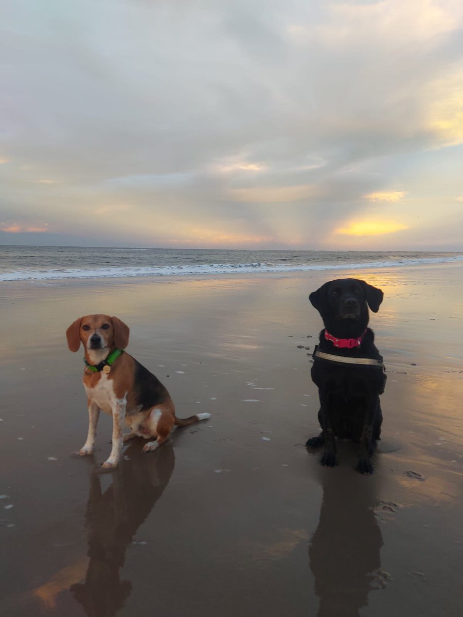 FitzTheBeagle's tweet photo. Having the best time even if I am missing the old wreck of a “Master” he has the best mates … #visitscotland https://t.co/Bptszz73CI