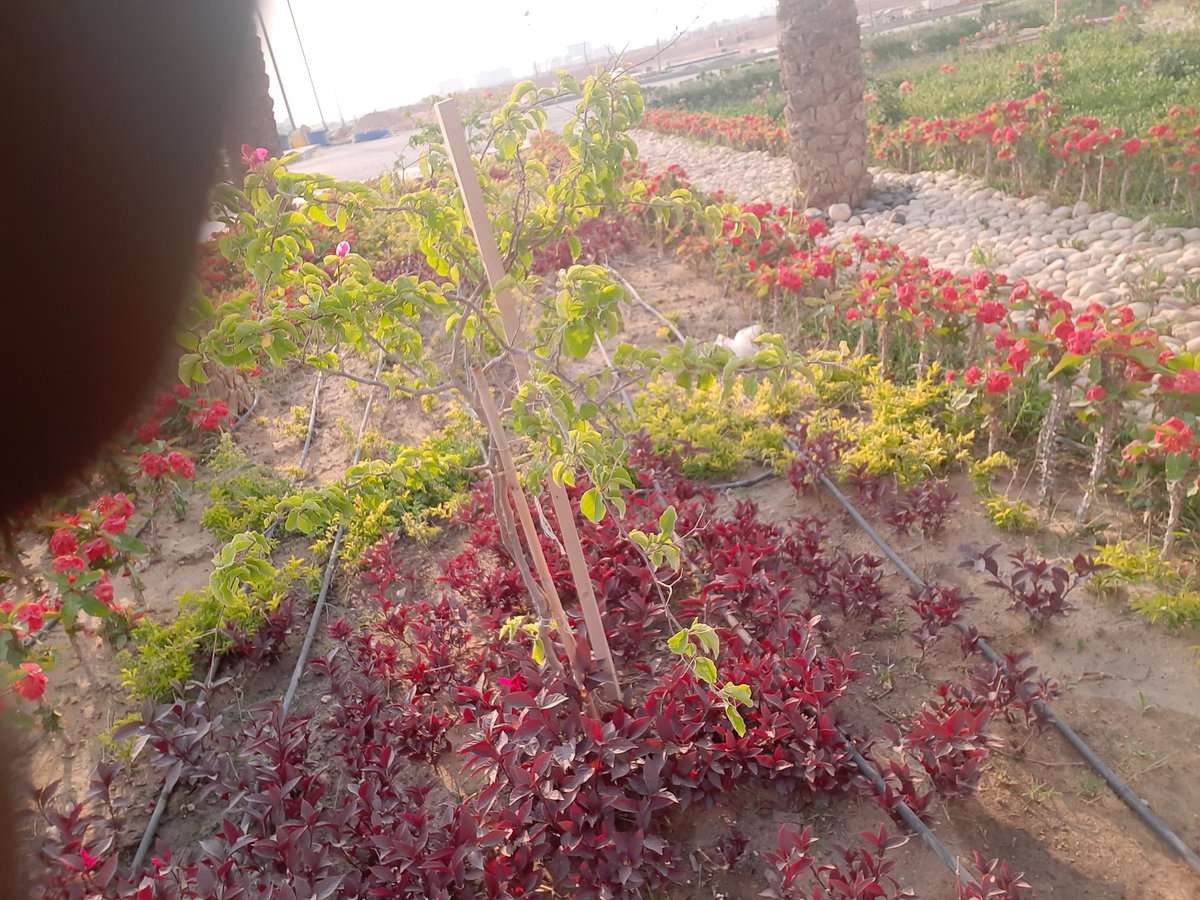 wdalrmylt's tweet photo. لا تحزن على الدنيا ما فيها  فكلنا  ضيوف على أراضيها https://t.co/KX83iudYR7