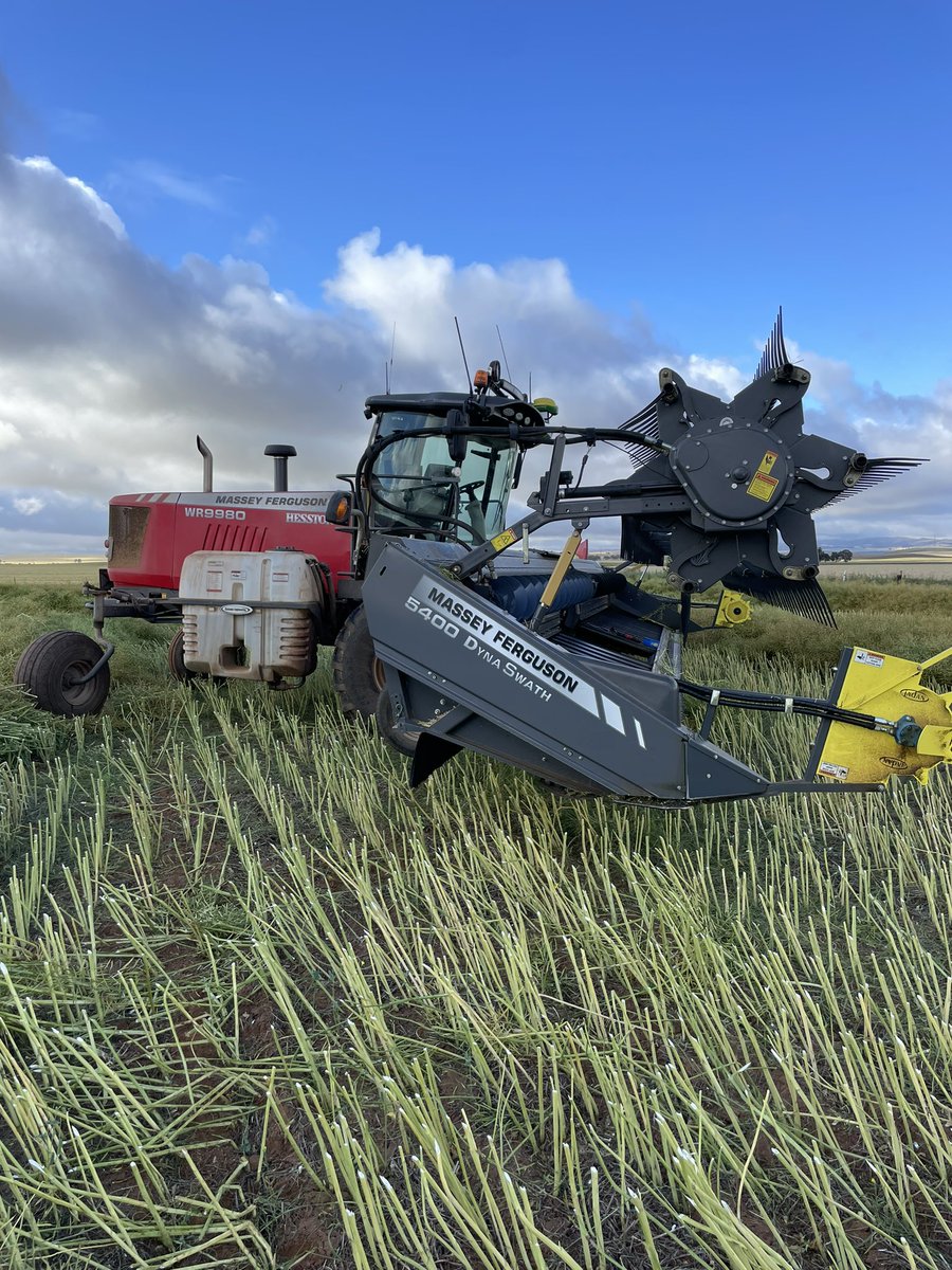 fairvale5491's tweet photo. Massey 9980/5400 front owners curious to know what your draper belt speed is doing windrowing canola? In heavy crop struggling to get more than 500-600rpm going 4-6kph. 40ft front https://t.co/EkdVU90pUY
