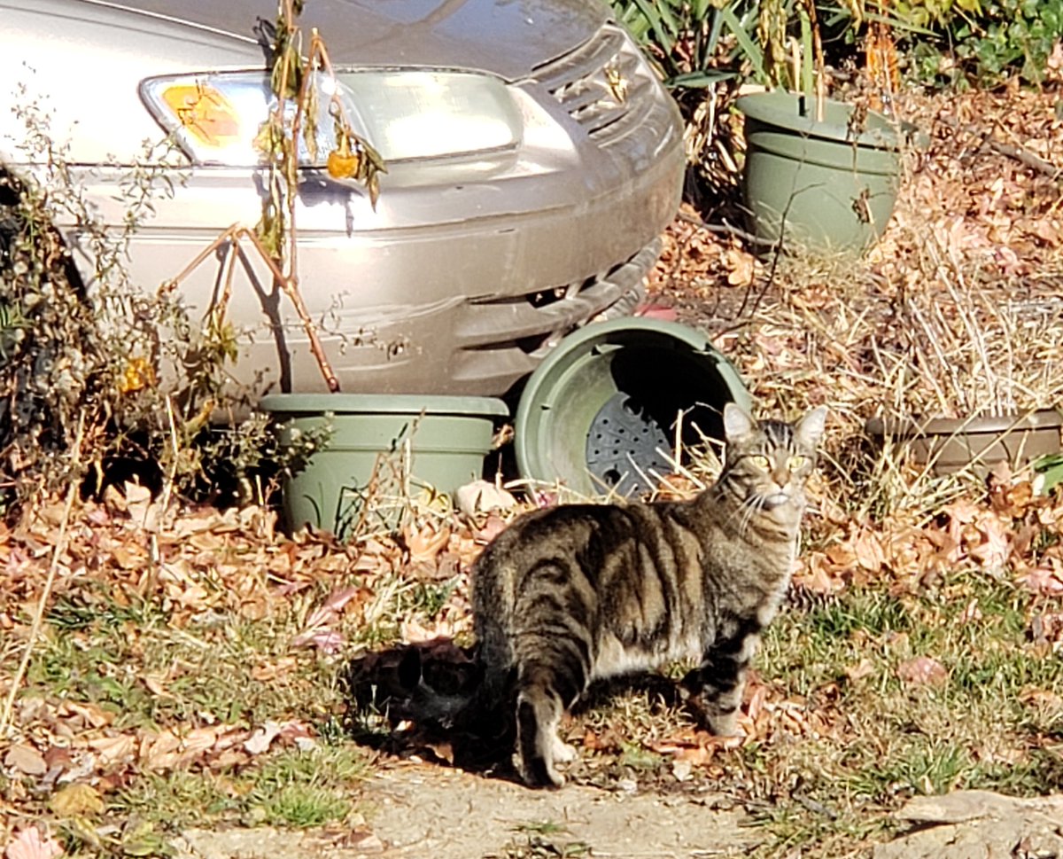 Neighbor cats have been checking in today