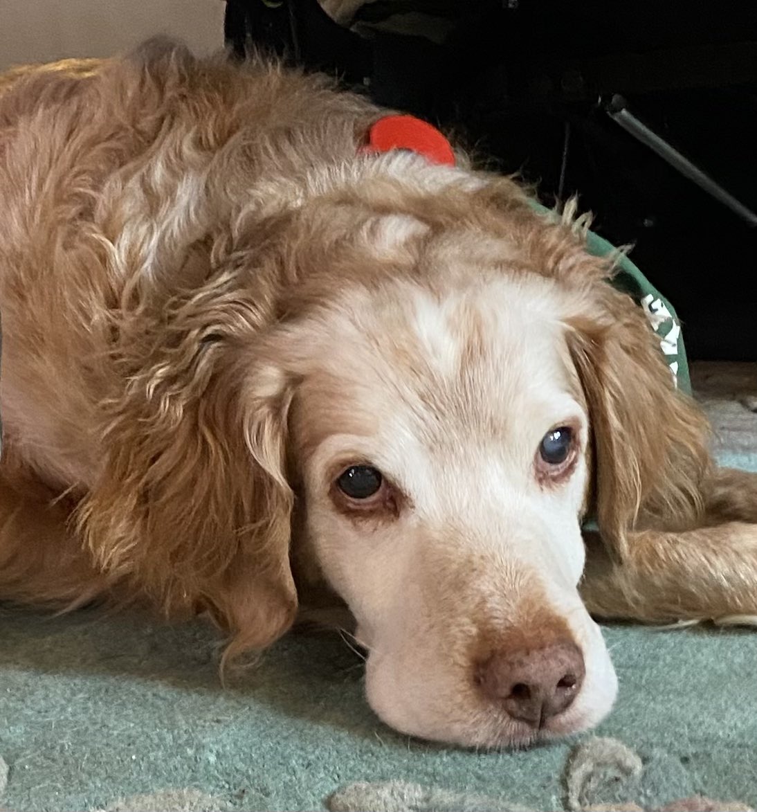 SpanielsSuper's tweet photo. @madcap_max
I’m just wondering how my beautiful Iris is? Is her ear ok, is she being looked after, lots of kisses & spoiling?
#SendingLove #BeautifulLadyIris #SoreEar #BraveGirl #RonnieLovesIris #WorriedAboutIris https://t.co/Bjc3EcLmhR