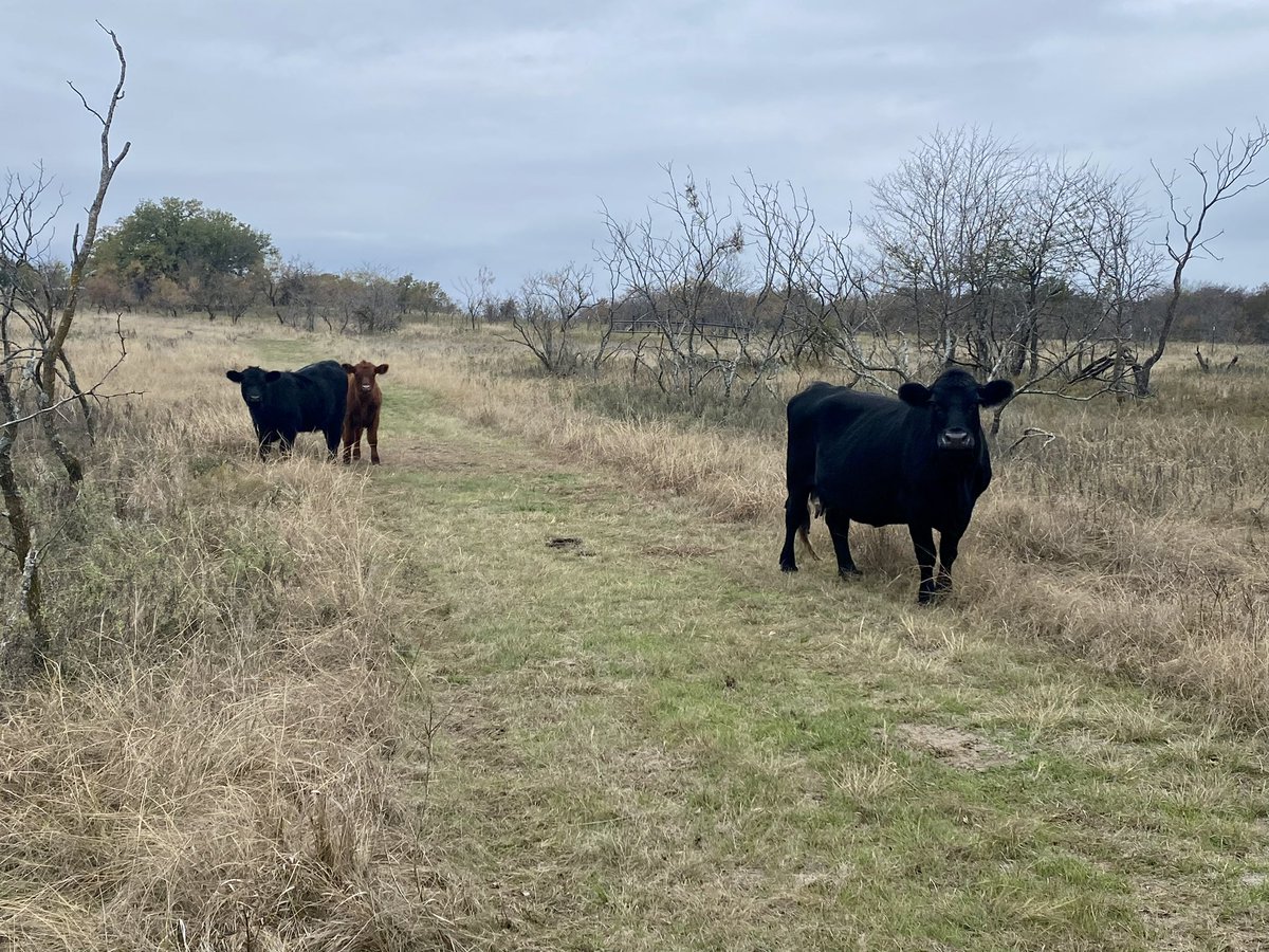 Aaron Buley tweet media