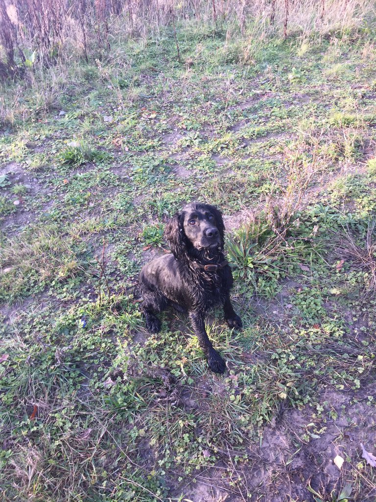 Solihull Police (@solihullpolice) on Twitter photo #TaskForce | Solihull Task Force have conducted a joint operation alongside <a href="/WMPDogs/">WMP Dog Unit</a> and <a href="/OSU_WMP/">Ops Support Unit WMP</a> ‼️
We regularly work alongside different departments to tackle crime 😁💪
Say hello to our Police Dog Dash… who was Dash-ing through the mud😉⛄️🎄 #TaskForce | Solihull Task Force have conducted a joint operation alongside <a href="/WMPDogs/">WMP Dog Unit</a> and <a href="/OSU_WMP/">Ops Support Unit WMP</a> ‼️
We regularly work alongside different departments to tackle crime 😁💪
Say hello to our Police Dog Dash… who was Dash-ing through the mud😉⛄️🎄