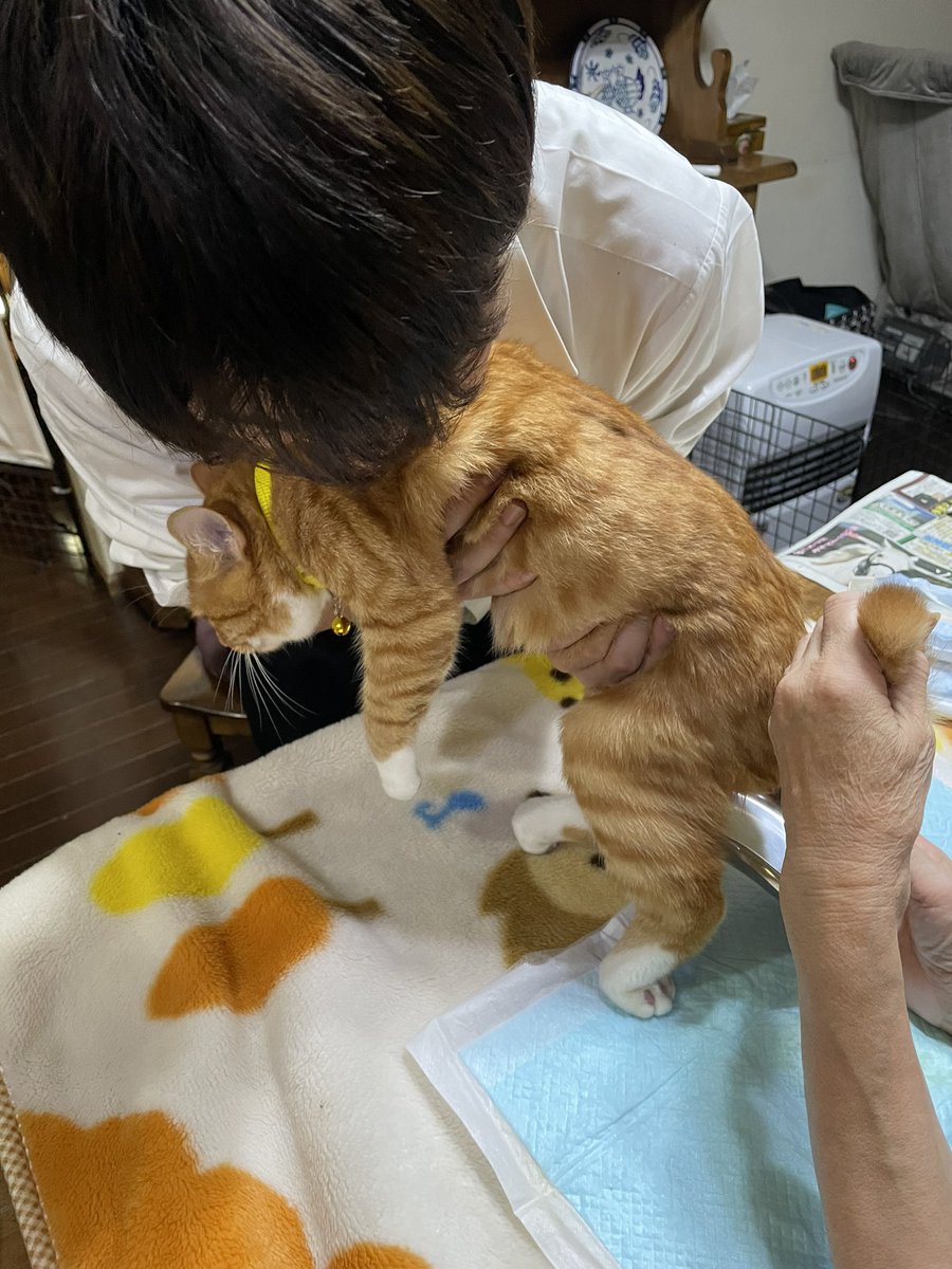 息子も、マルの搾り出し排尿に挑戦💪

『難しい💦』と言いながら頑張ってくれました😸

その気持ちがありがたいんです😸

#保護猫 
#ねこ 
#猫好きさんと繋がりたい 
#クラウドファンディング 
#Cファンディング