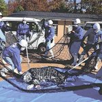 震度7で脱走したホワイトタイガーを捕まえる訓練。職員の名演技が光る。