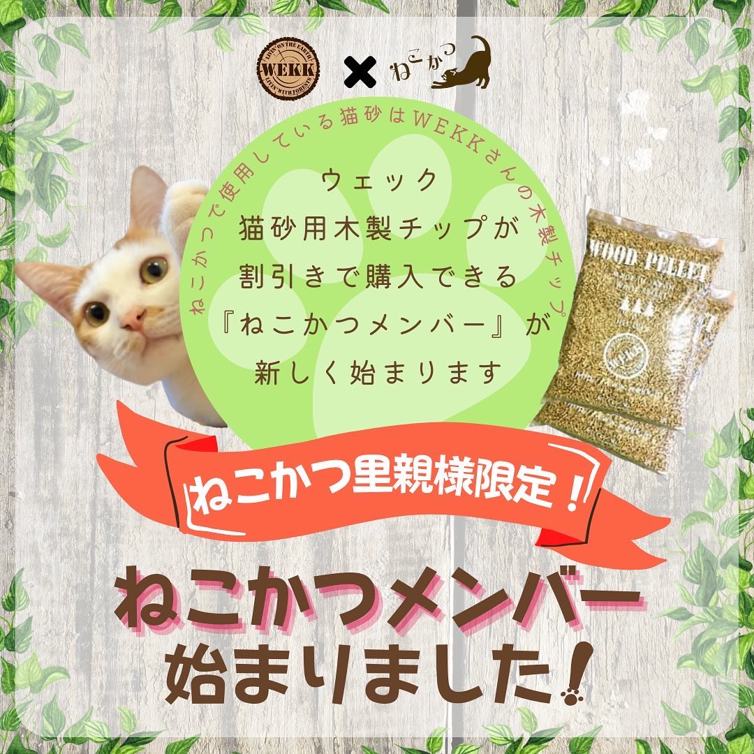 nekokatsu_1's tweet photo. 【里親様限定!ねこかつメンバー】
ねこかつで使用している猫砂と同じ
#WEKK 様(@biomass_e)の
木製ペレットが
お得にご購入頂ける
『ねこかつメンバー』が始まりました💡
詳しくは↓
https://t.co/xm6tNx8y9K
この機会に是非ご登録ご利用下さい😺
#ねこかつ #保護猫 #里親募集 #埼玉 #ウェック https://t.co/c9VncyfVAn
