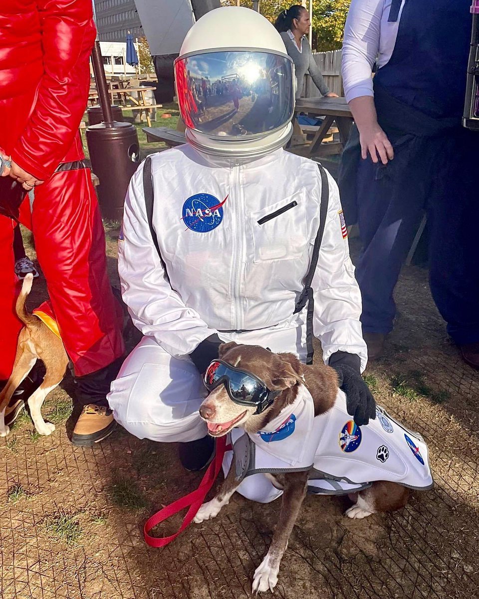 shipgarten's tweet photo. @JDogggg @KrangTNelson It is not :) It changes with the season we had a ton of Halloween decor up and even did dog-o-ween, hard to go wrong with cute dogs in costumes https://t.co/Vn75pCe9Hf