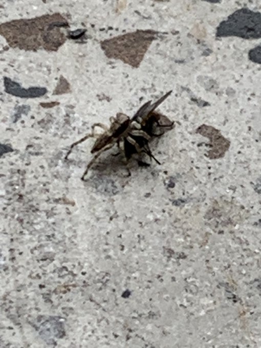 🕷️🪰 https://t.co/xORUOq2Lov<a href="/tag/backtothefutureday"class="tags"><span>#backtothefutureday</span></a>