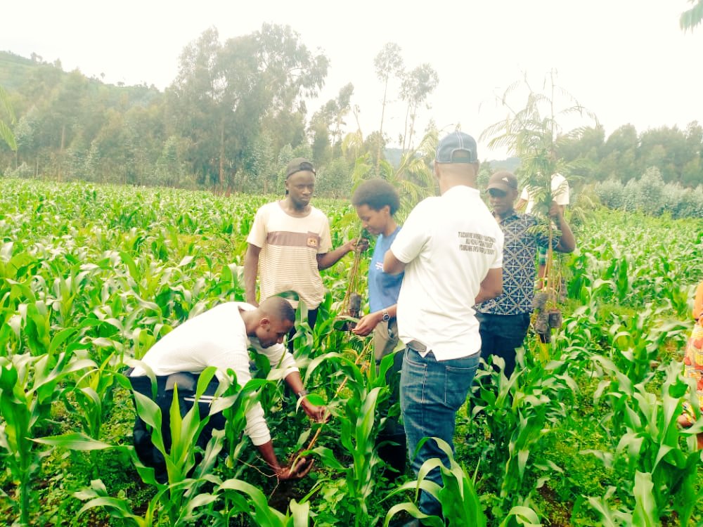 IMuujiza's tweet photo. Umuganda in @MusanzeDistrict #busogosector, @rotaractcavm with @HingAMAFARANGA2 from @UR_CAVM together with busogo community have planted agroforestry 🌲 with theme "Agroforestry trees for zero soil erosion".
@dan_munanira @ericuse 

#agriculture
#zeroerosion
#agroforestry https://t.co/H0rw7TGqA1