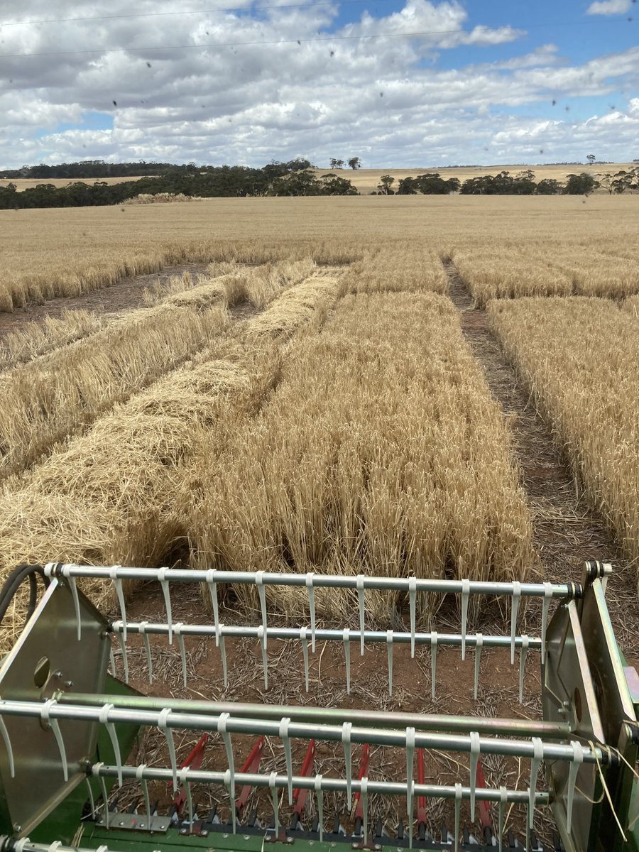 Brad Westphal tweet media