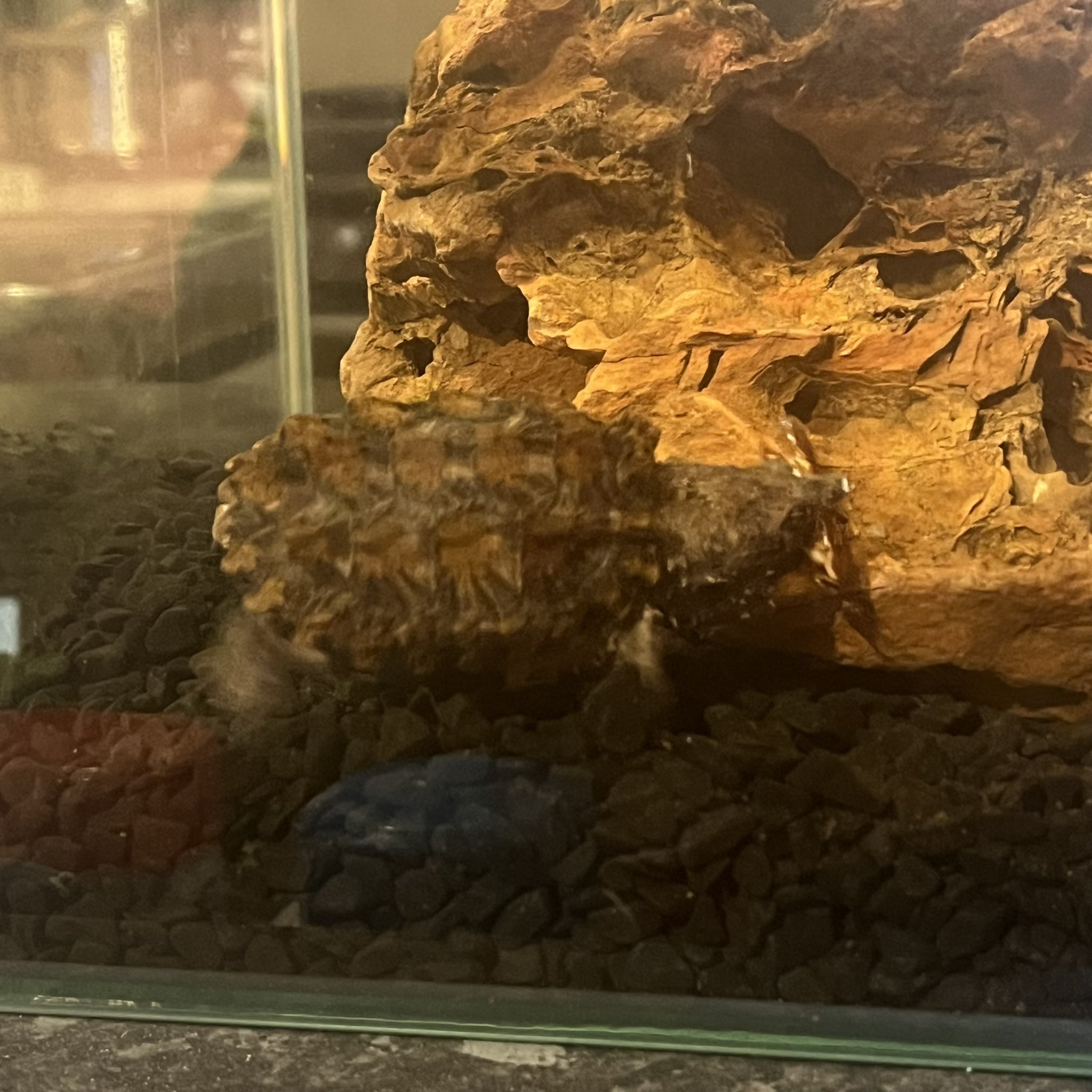 Ricardo Havs on Twitter "fasc1nate I’ve got a baby one of these as a