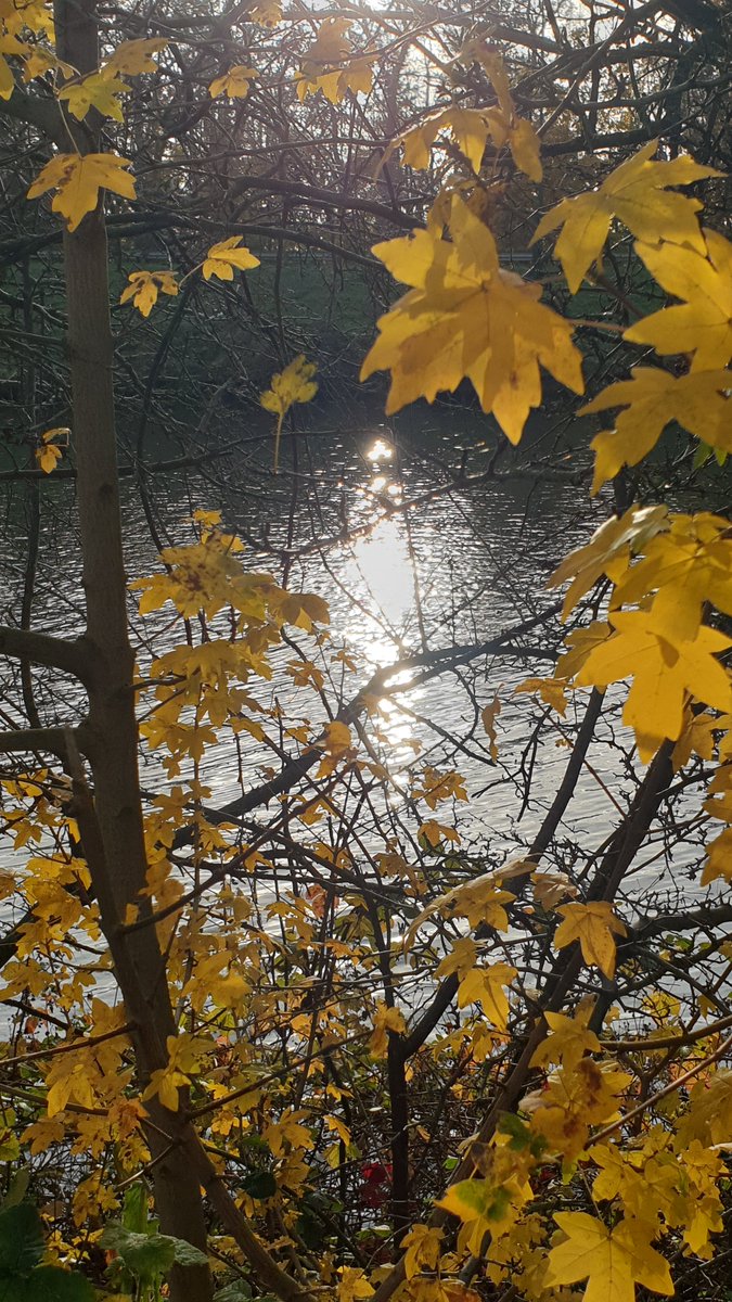 tallie63's tweet photo. Heerlijk wandeling gemaakt met Mandy door en rondom Elsloo. 🍁🌿
@magnifiekZL https://t.co/VoiaVh1dMM