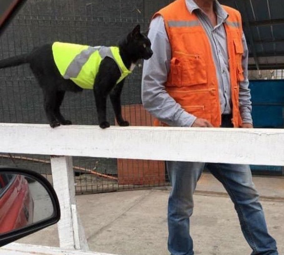 DontShowYourCat's tweet photo. OSHA approved https://t.co/LGzofIxOgM
