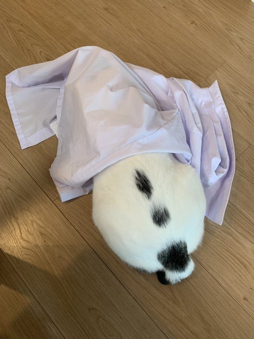 Twitterのコスプレ画像10