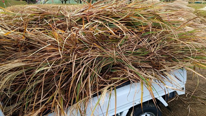 朝からカヤ取りしてる 