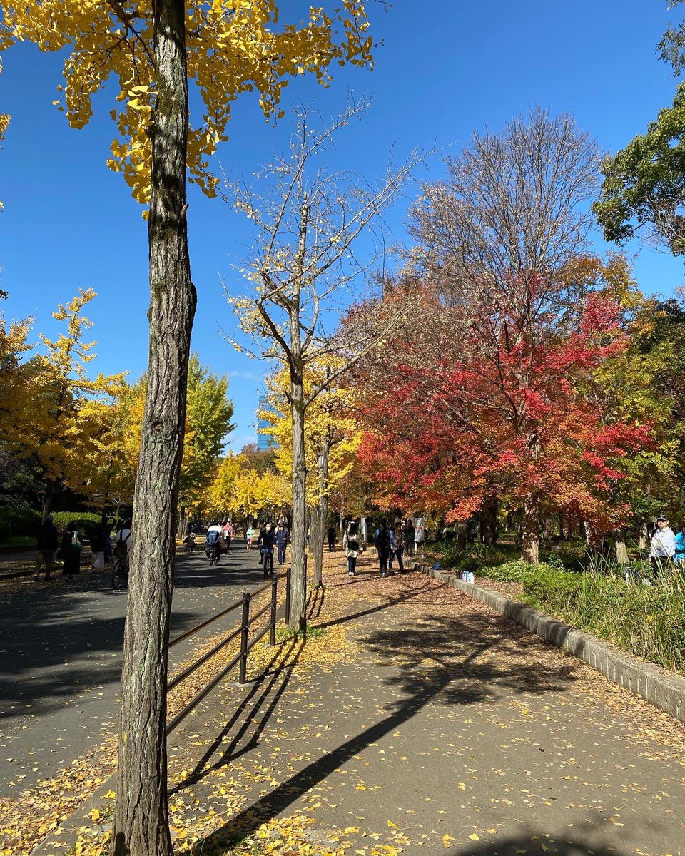 Monstera2018_a's tweet photo. 大阪城公園へ紅葉を見に行った♪ .*
今日は、調子が良かったからたまには運動がてら行ってきた(*´∀`)♪
半分とまでは行かないかもだけど、だいぶ葉が落ちてた💦
一番綺麗な時に見に来れなかったけど、紅葉見れて良かった.♡*.

#大阪城公園
#大阪
#紅葉
#モスニ
#Monstera2018
#モンステラ2018 https://t.co/99nD2DJLPV
