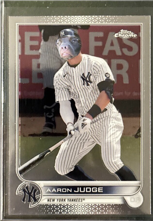 This is Meatball, he’s always wanted to be his favorite player, Aaron Judge 13/10 for him good peripheral vision #weratedogs