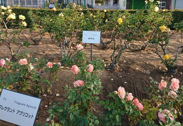 ばら公園 のバラの見ごろやバラまつりとバラ園情報 バラ園案内 バラの見ごろと開花状況