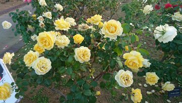 ばら公園 のバラの見ごろやバラまつりとバラ園情報 バラ園案内 バラの見ごろと開花状況